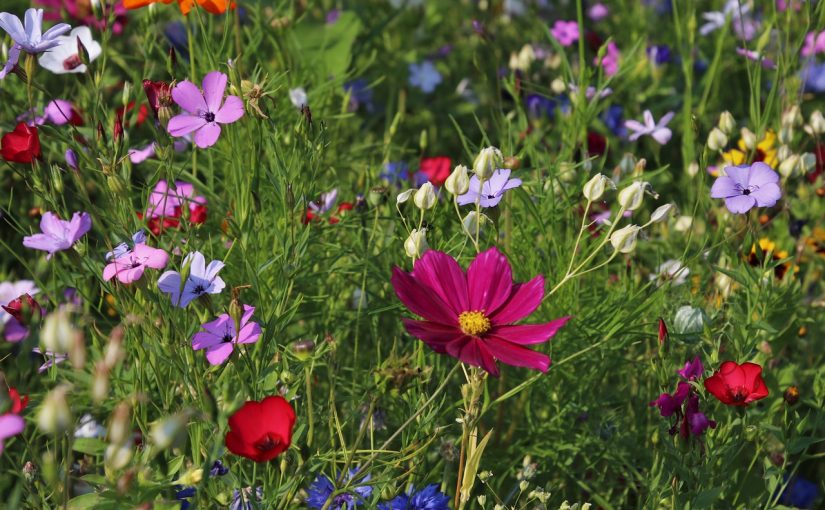 Gardening for Wellbeing